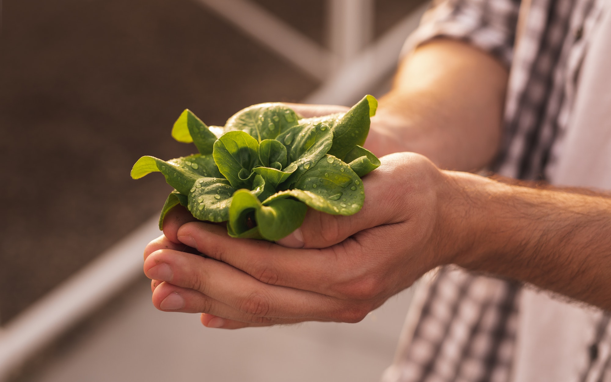 Farmer with green seedling in hothouse Farmer with green seedling in hothouse